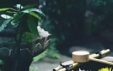 庭院有風，鄙舍有茶