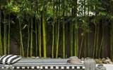 庭院竹子的種植門道，你知道嗎？