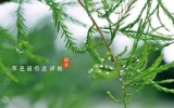 園林綠化種植技術17條，強烈推薦~