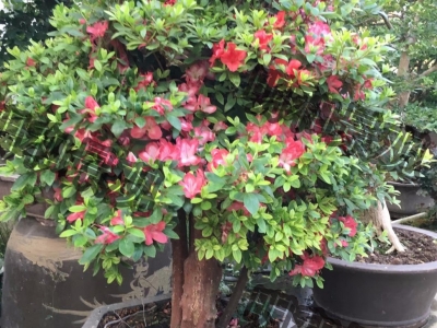 花卉