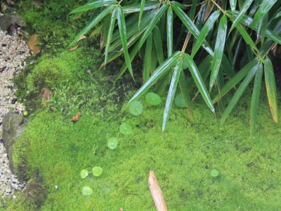 高溫天氣，苗木防護(hù)4步走