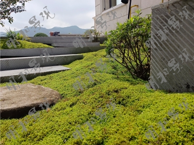 屋頂花園