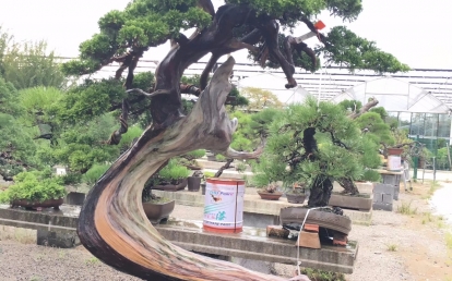 盆景