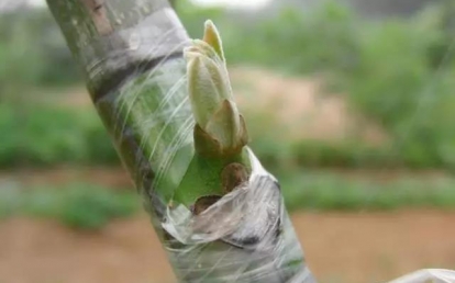 秋季芽接，再不開始就晚啦！